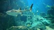 Vídeo: marine aquarium and marine life marine aquarium and marine life