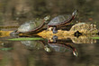Two Painted Turtles Basking on a Log with Reflection on Water