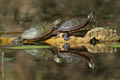 Photo: Two Painted Turtles Basking on a Log with Reflection on Water Two Painted Turtles Basking on a Log with Reflection on Water