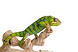 Colorful chameleon