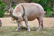 Buffalo