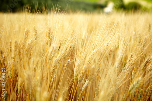 Photo: Yellow grain ready for harvest growing in a Tuscany farm field Yellow grain ready for harvest growing in a Tuscany farm field