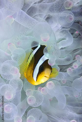 Foto: Clownfish, Amphiprion clarkii, hiding in bleached sea anemone Clownfish, Amphiprion clarkii, hiding in bleached sea anemone