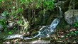 waterfall in the forest