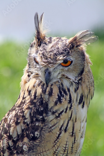 Photo: stunning owl stunning owl