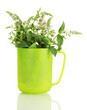 fresh mint with flowers in cup, isolated on white