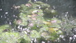 Frösche im Weiher