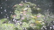 Video: Frösche im Weiher Frösche im Weiher