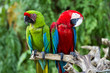 Couple of Green-Winged and Great Green macaws in the nature