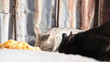 Katzen