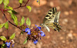 farfalla