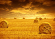 Photo: Wheat harvest time Wheat harvest time