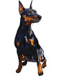 vector dog serious Miniature Pinscher breed sitting