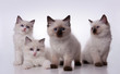 four cute blue eyed ragdoll kittens on white background