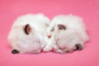 two sleeping ragdoll kitties on furry pink background