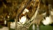 champagne 3D