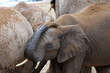 Afrikanischer Elefant
