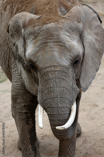 Photo: Afrikanischer Elefant Afrikanischer Elefant