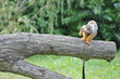 Photo: Totenkopfaffe Totenkopfaffe