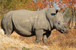 White rhinoceros