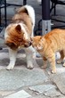 Freundschaft zwischen Elo und Katze 3