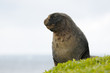Photo: New Zealand Sea Lion bull. New Zealand Sea Lion bull.