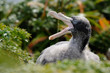 Young Giant Petrel with opne beak.