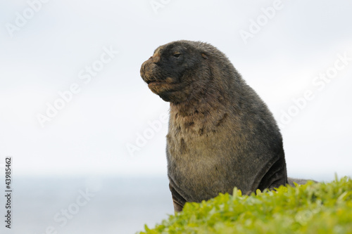 Photo: New Zealand Sea Lion bull. New Zealand Sea Lion bull.