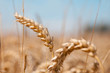 Kornfeld Detail