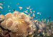 Foto: busy life on coral reef busy life on coral reef