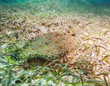 Foto: cute flatfish on sandy bottom cute flatfish on sandy bottom