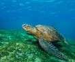enormous sea turtle in gulf