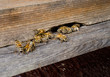 Foto: incoming bees, apiary incoming bees, apiary