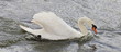 Schwan-19962b1