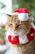 Kleiner Weihnachtskater mit drolliger Mütze