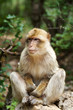 singe magot en position assise