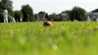 Video: Cricket match in Ghent, Belgium Cricket match in Ghent, Belgium
