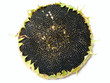 Single ripe sunflower