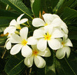 Frangipani flowers