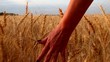 Video: Close up of woman's hand moves and touches the wheat Close up of woman's hand moves and touches the wheat