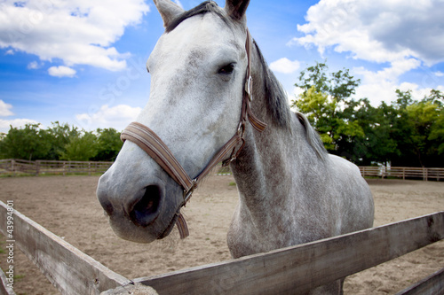 Photo: Horse Horse