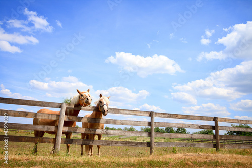 Photo: Two horses on fence Two horses on fence