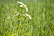 Giersch; Aegopodium Podagraria