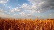 Video: Wheat field and sky Wheat field and sky