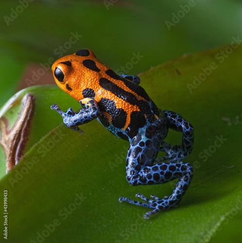 Photo: red striped poison dart frog blue legs red striped poison dart frog blue legs