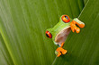 red eyed tree frog peeping