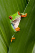 red eyed tree frog peeping