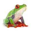 red eyed tree frog  treefrog