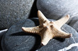 Starfish. Abstract summer backgrounds with star fish and pebble