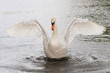 Schwan-20096b1